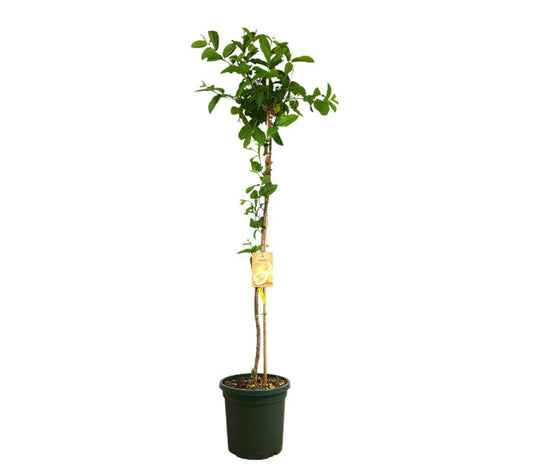 Guayaba Limón M40 180-200cm