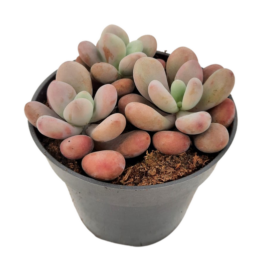 Pachyphytum Pink Suculenta Muy Útil Para Fines Ornamentales_0