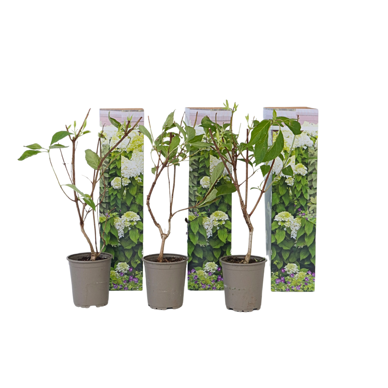 Hortensia - 3 Pzs - Hydrangea Paniculata 'silver Dollar' - Altura 25-40cm - ⌀9cm_0