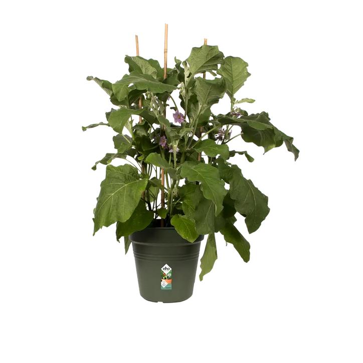 Maceta Green Basics Elho Verde 24 cm