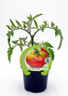 Plantón tomate Esquenaverd en maceta 10,5 cm. natural - Fitoralia