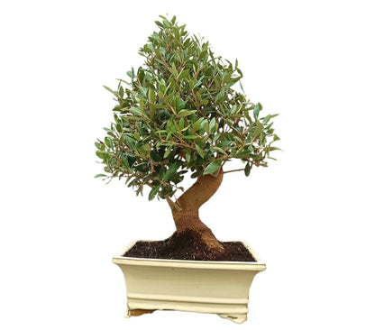 Bonsái Olivo 17 Años (olea Europaea)_0