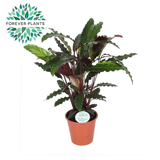 Calathea Mix M19 80cm_0