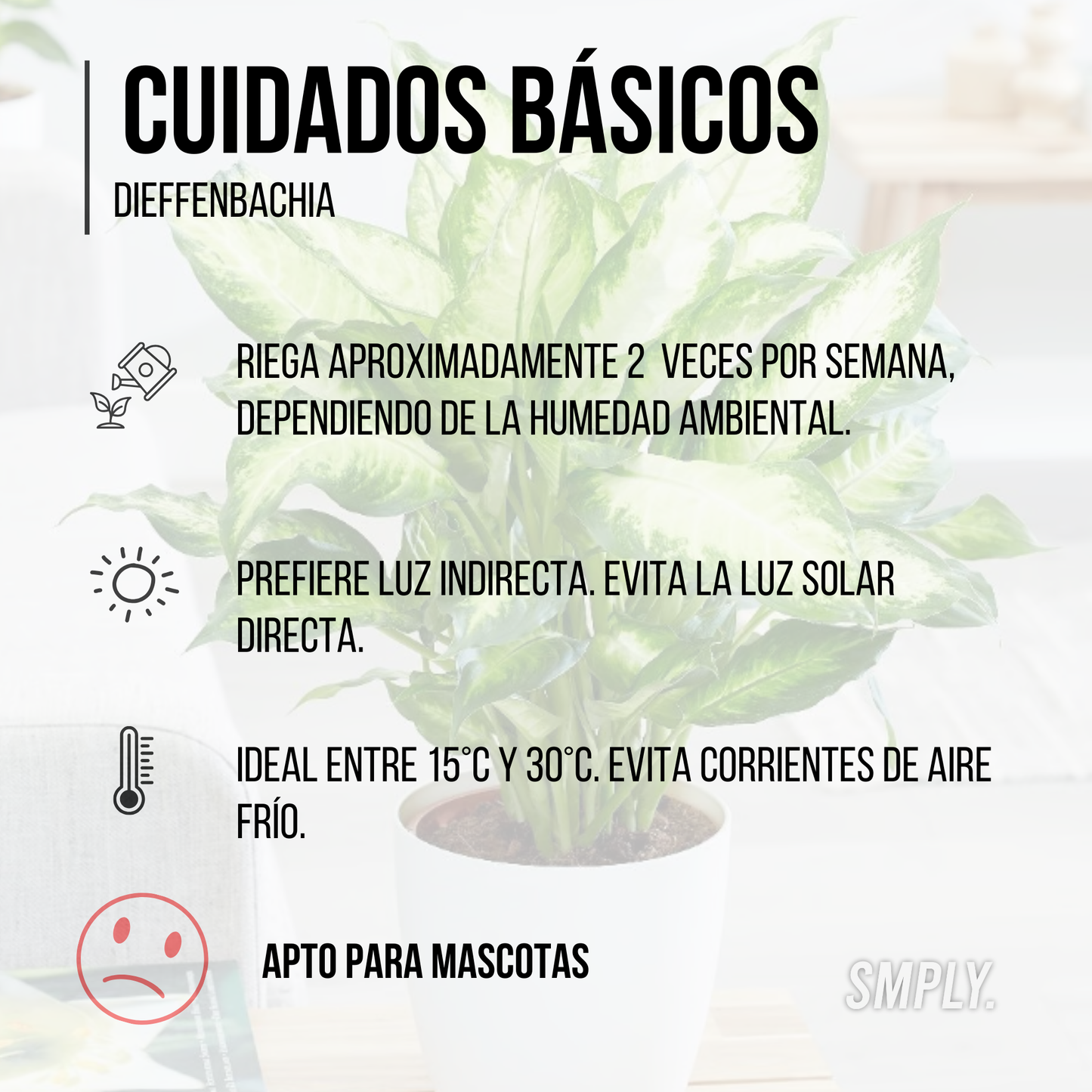 Planta Natural Dieffenbachia De Interior En Maceta Ø13 Cm Altura 40 Cm