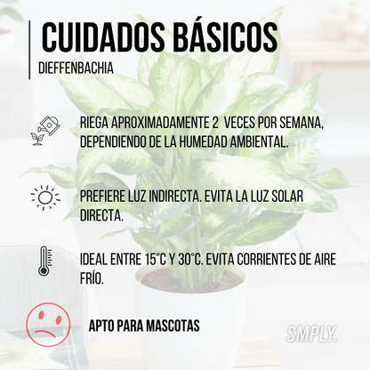 Planta Natural Dieffenbachia De Interior En Maceta Ø13 Cm Altura 40 Cm