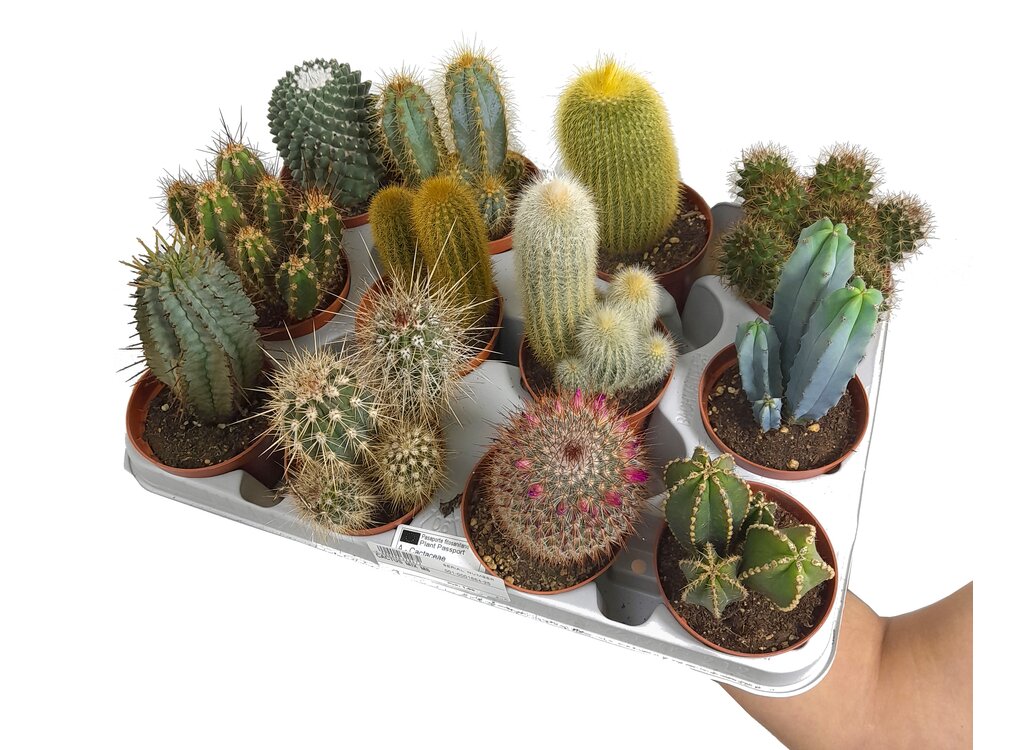 Cactus Mix M8 (unidad)_0