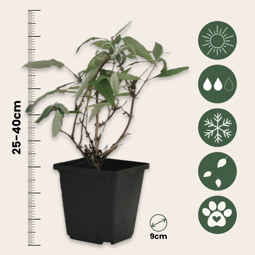 Arbusto De Las Mariposas - 3 Pzs - Buddleja 'pink' - Altura 25-40cm - ⌀9cm_2