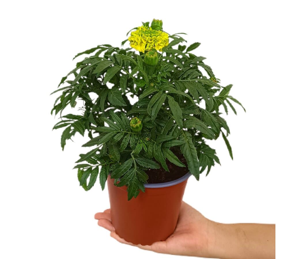 Tagete Erecta M13_0