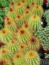 Suculentas Y Cactus Variedad #60 Planta Sin Id