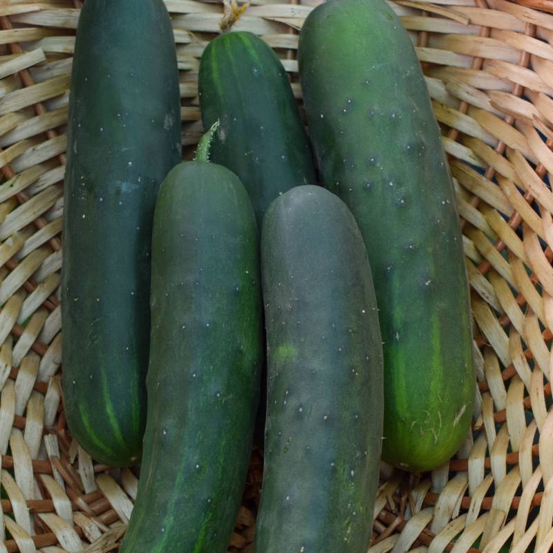 Semillas Pepino Marketmore Ecológicas Biodinámicas Demeter_0