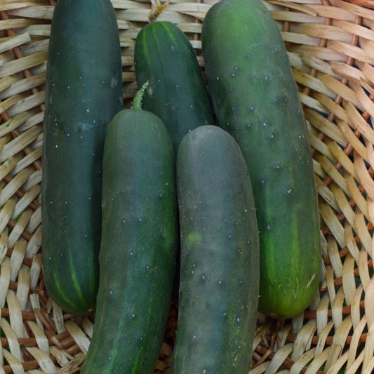 Semillas Pepino Marketmore Ecológicas Biodinámicas Demeter_0
