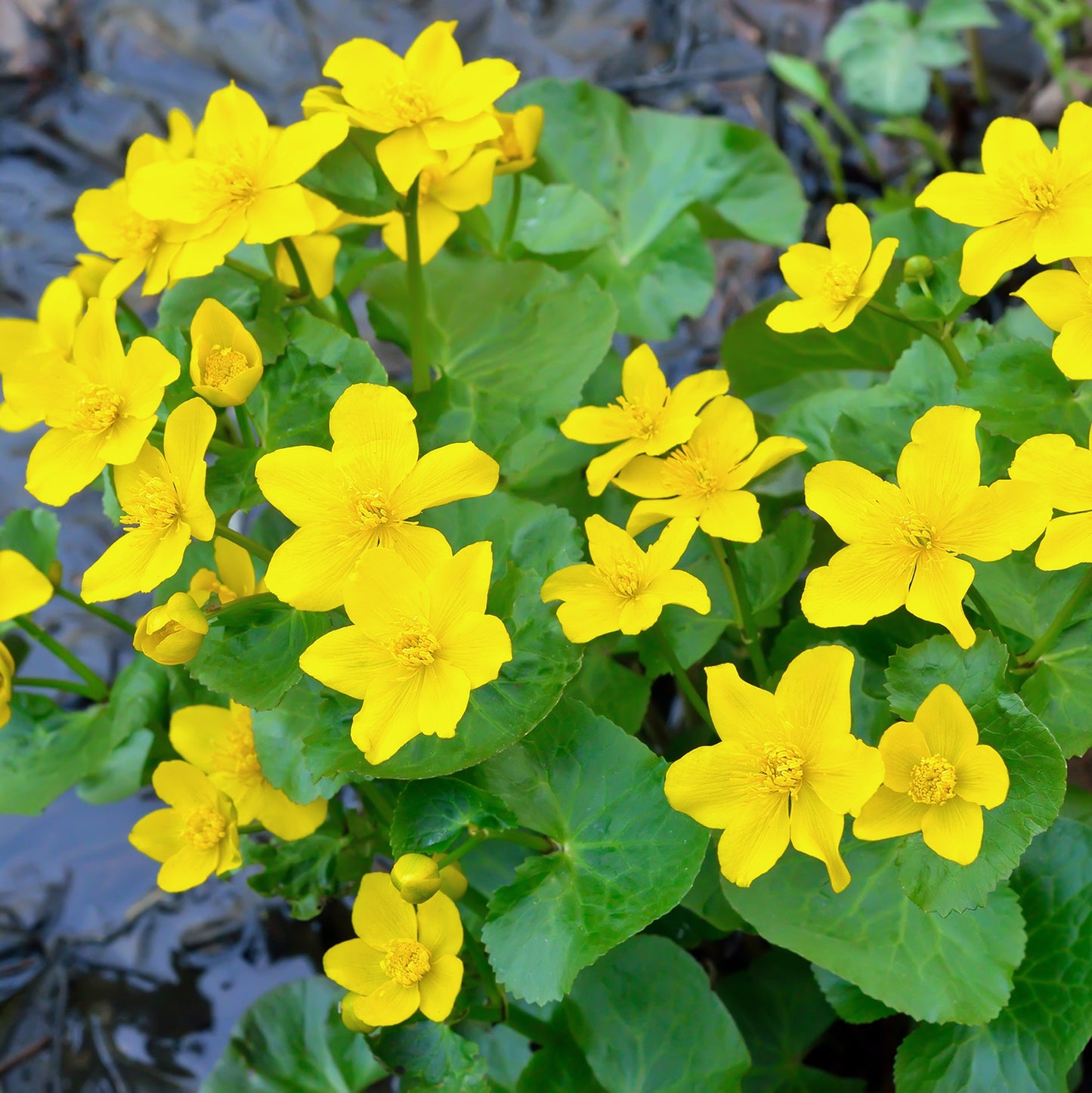 Calta Palustre Caltha Palustris Estanque - Set 4 Plantas Con Cesta Y Sustrato_1