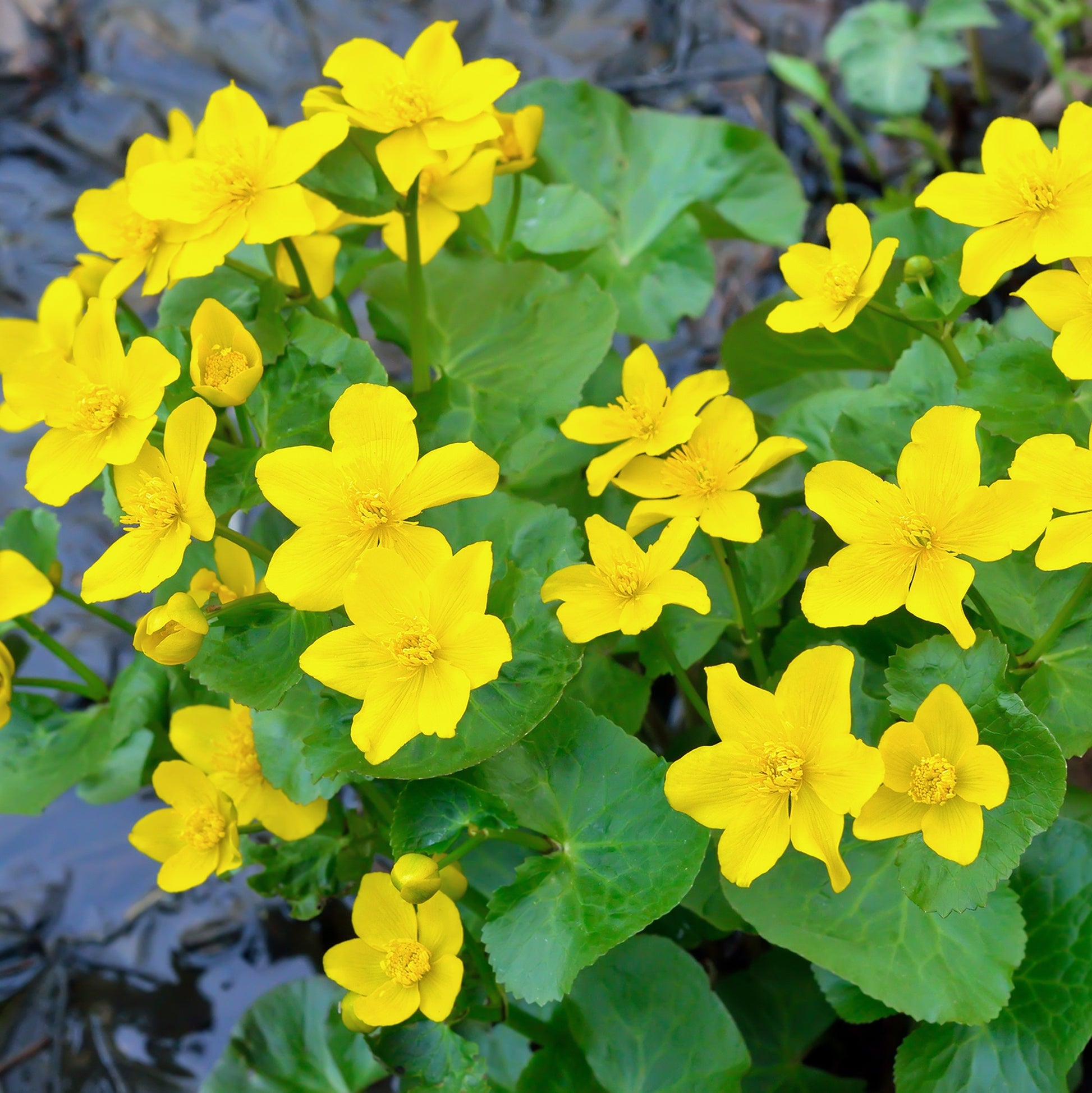 Calta Palustre Caltha Palustris Estanque - Set 4 Plantas Con Cesta Y Sustrato_1