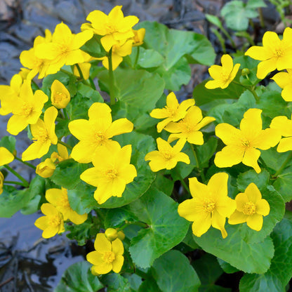 Calta Palustre Caltha Palustris Estanque - Set 4 Plantas Con Cesta Y Sustrato_1