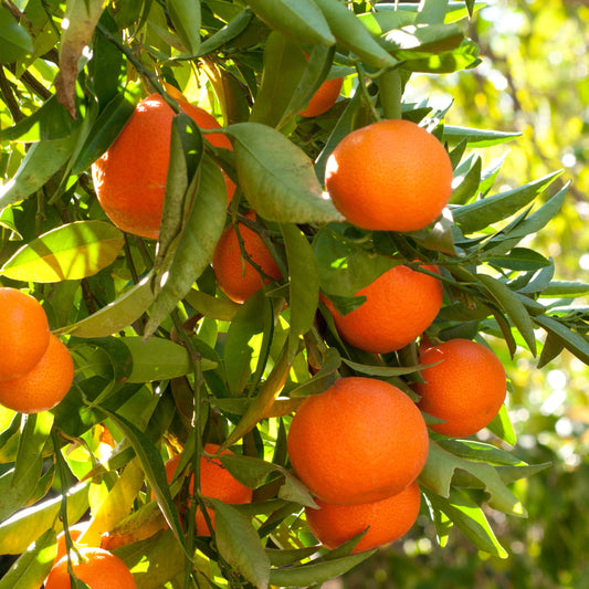 Mandarino - Maceta 22cm. - Altura Aprox. 100/120cm.