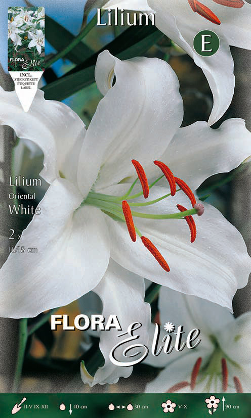 Bulbos Lilium oriental blanco 2 uds