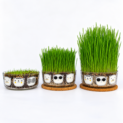 Germinador hierba gatera Garden Pocket