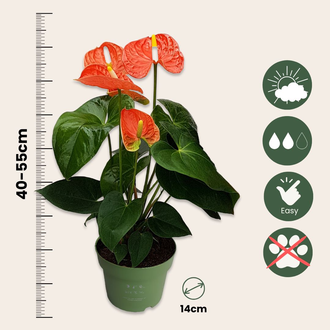 Anturio - Anthurium 'madural Orange' - Altura 40-55cm - Ø14cm_2