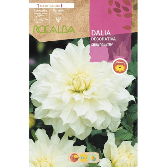 Bulbo Dalia decorativa Blanco puro 1 unidad