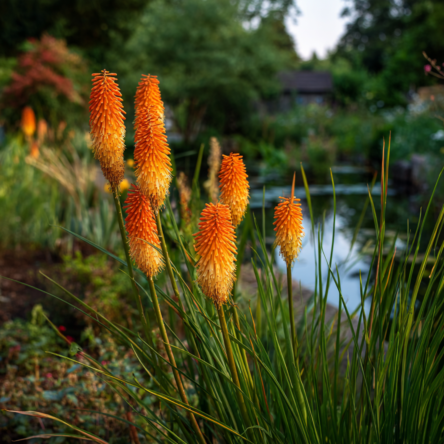 Flecha De Fuego - 3 Pzs - Tritoma Kniphofia 'alcazar' - Cepellones - Naranja_4