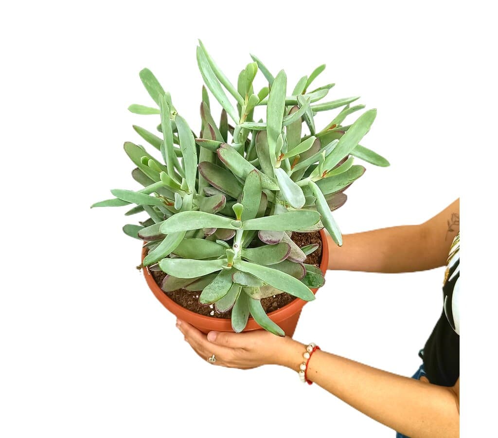 Cotyledon Silver Peak M25_0