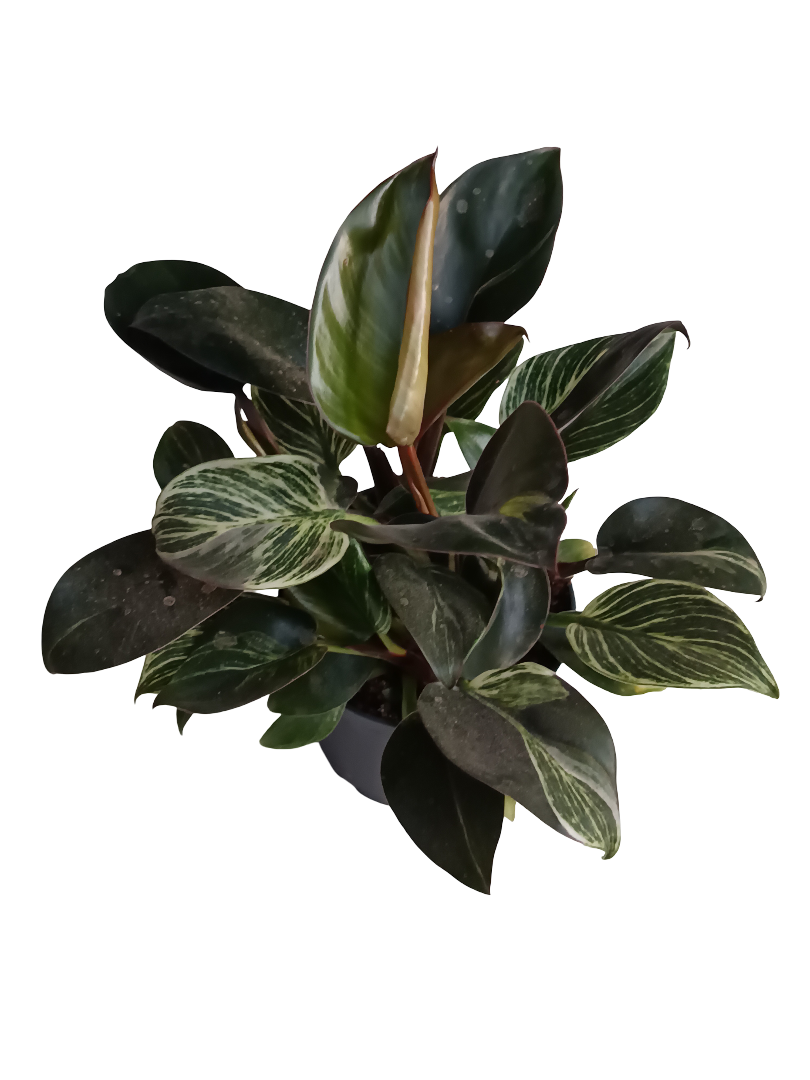 Philodendro Birkin Planta De Interior Ø12