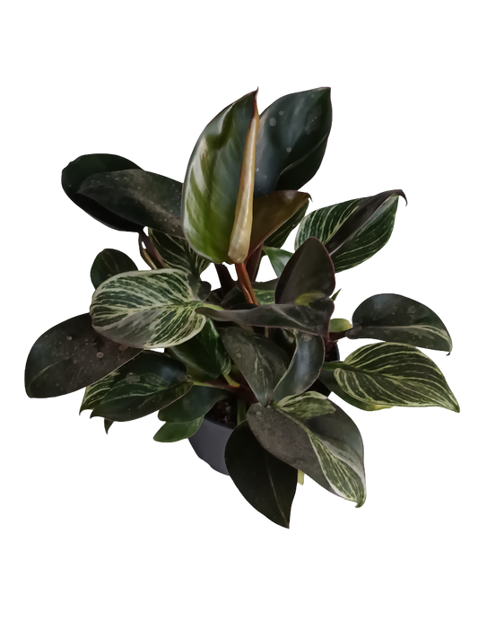 Philodendro Birkin Planta De Interior Ø12