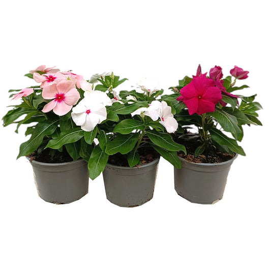 Vinca M12_0