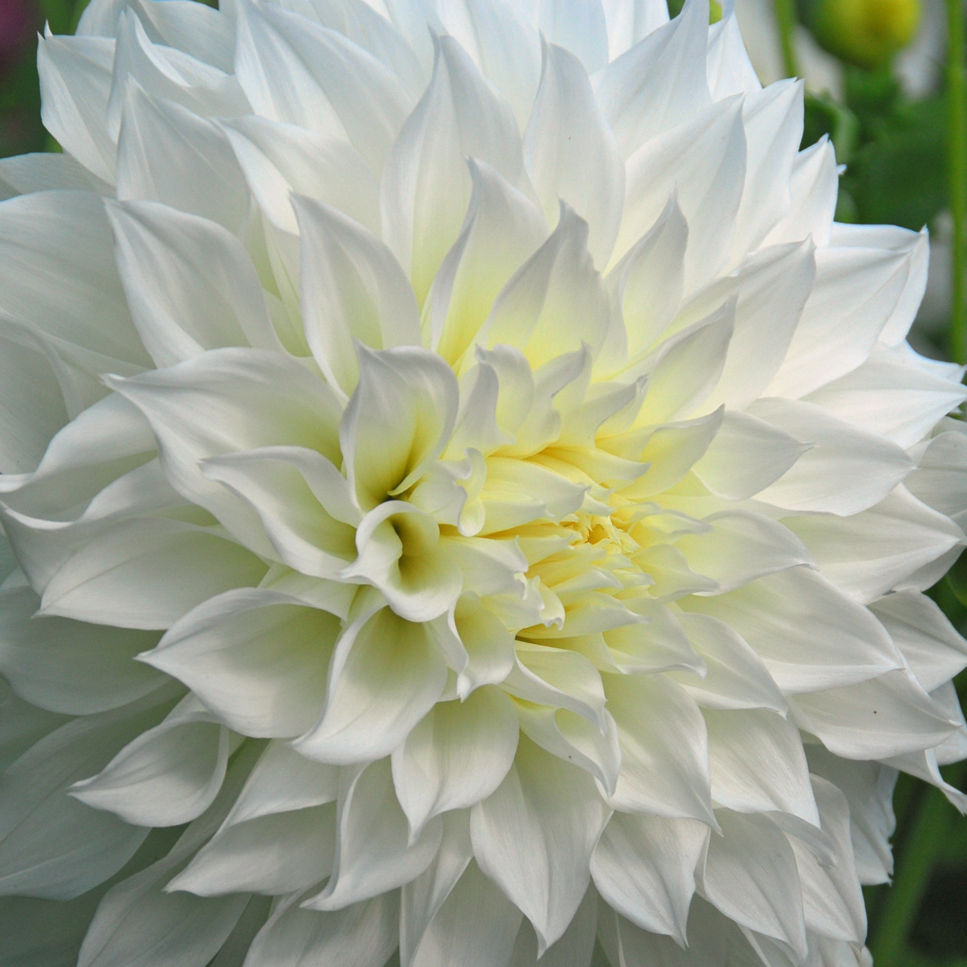 Tubérculos De Dalia - 4 Pzs - Dahlia 'white Love' - Blanco_3