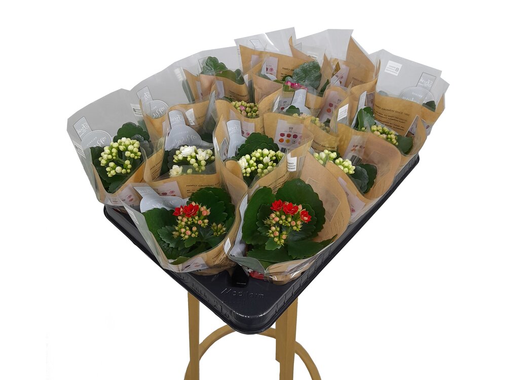 Kalanchoe Blossfeldiano Doble M7 10cm