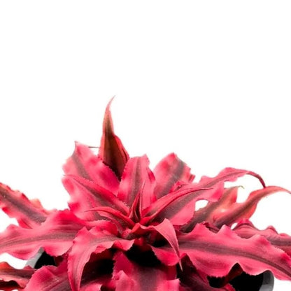 Cryptanthus ‘rubra’ (estrella De Tierra Roja); Bromelia, Planta De Interior; Curiosarium; Diámetro Maceta 12 Cm_1