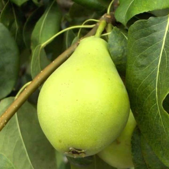 Frutal Pera Blanquilla - Planta Natural - Maceta 26cm. - Altura Aprox. 120/150_0