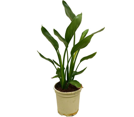 Strelitzia Regina 2p M17 50-60cm (ave Del Paraíso)_0