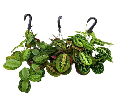 Maranta Leuconeura Mix M15_1