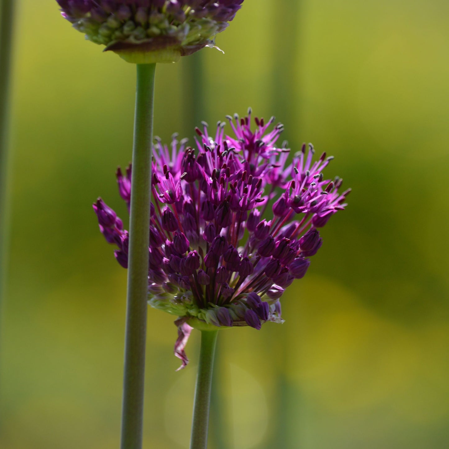 Caja Jardín Seco - 35 Bulbos Para Zonas Secas & Soleadas