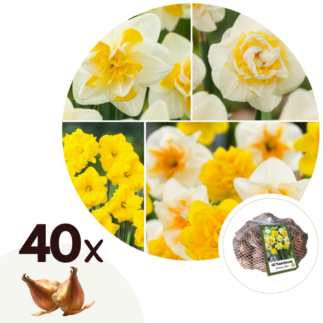 Bulbos De Narcisos - 40 Pzs - Narcissus 'double Mix' - Bulbos De Flores_0