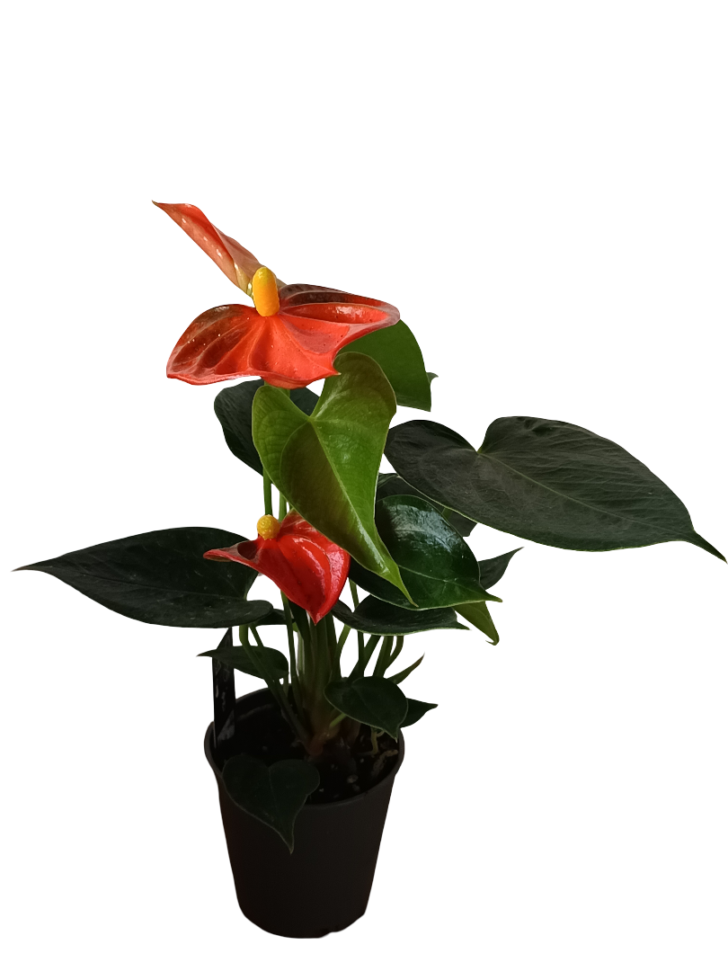 Mini Anthurium Flor Naranja Surtida Planta De Interior Ø6_0