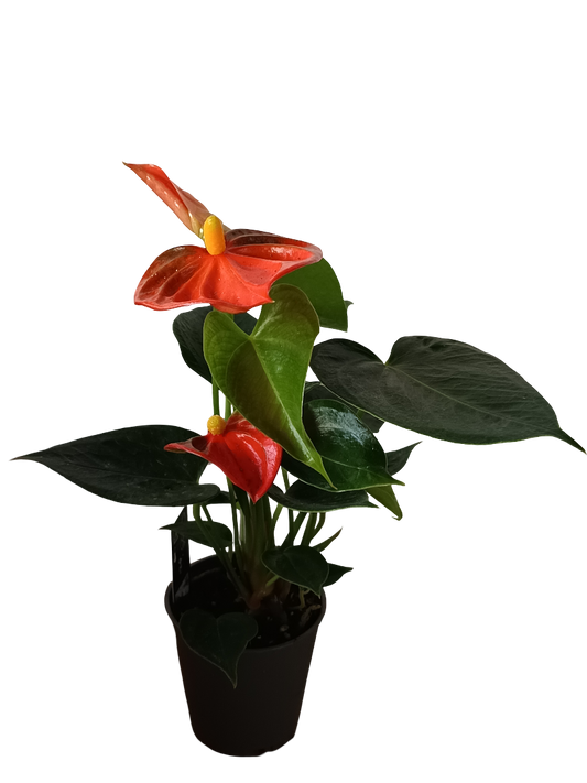 Mini Anthurium Flor Naranja Surtida Planta De Interior Ø6_0