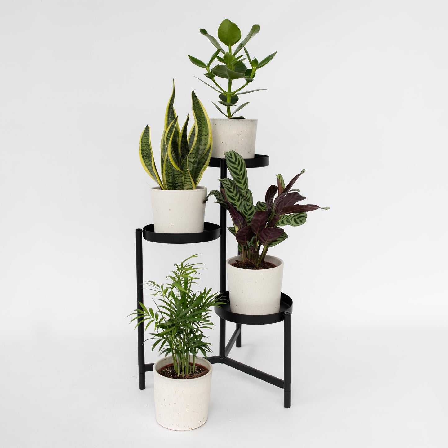 Plantas Faciles - 4 Pzs - Altura 25-40cm - ⌀12cm