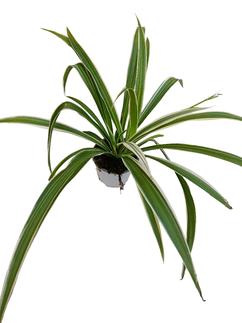 Planta De Interior Cintas Variegata Chlorophitum_0
