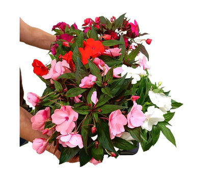 Impatiens Nueva Guinea M13 25cm_0