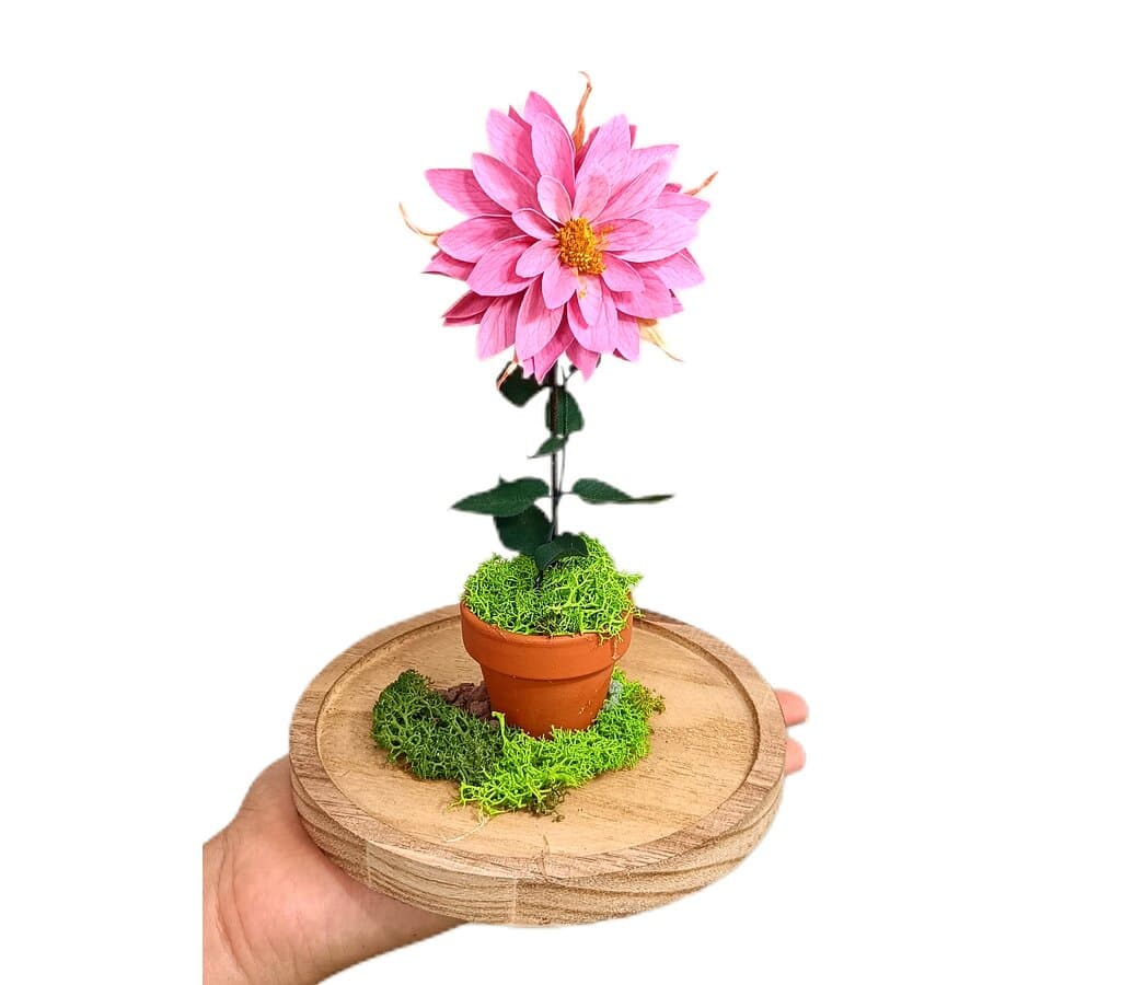 Mundo Eterno Dalia Rosa En Cúpula 12x20cm_1