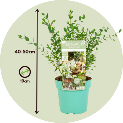 Eucalipto - 2 Pzs - Eucalyptus Parvifolia 'oliva' - Altura 40-50cm - ⌀19cm_2