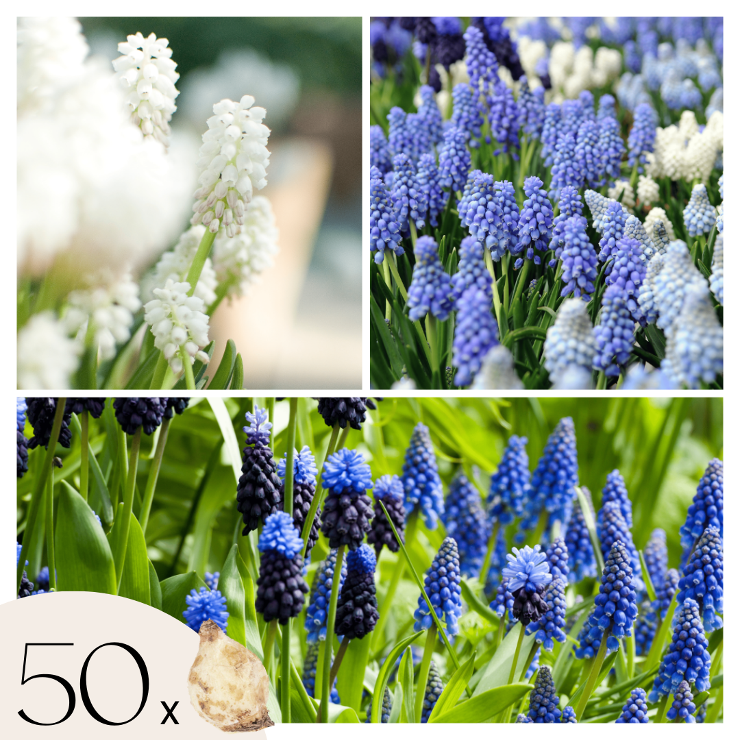 Mezcla De Pomelo - 50 Pzs - Muscari 'magic Mix' - Bulbos De Flores_0