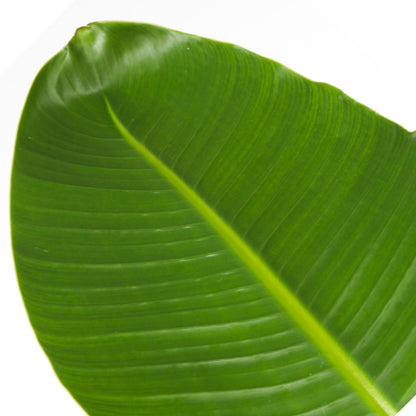 Flor Ave Del Paraíso - Strelitzia Nicolai - Altura 150-170cm - ⌀28cm