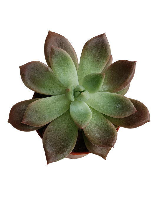 Echeveria mira Planta Suculenta Ø5