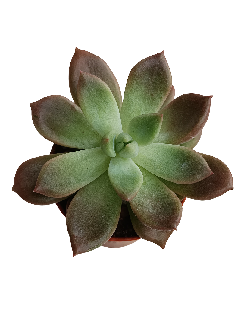 Echeveria Mira Planta Suculenta Ø5_0