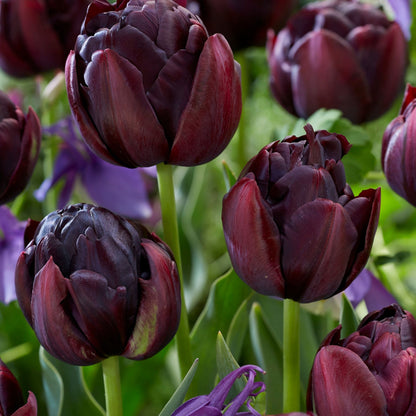 Bulbos De Tulipán - 15 Pzs - Tulipa 'black Hero' - Bulbos De Flores