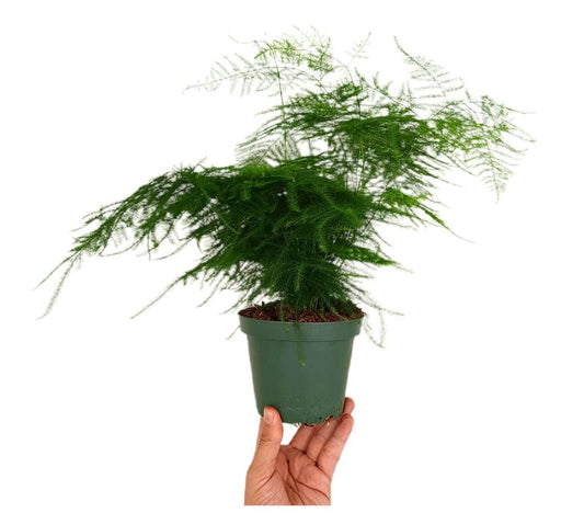 Esparraguera M13 (asparagus Setaceus Plumoso)_0