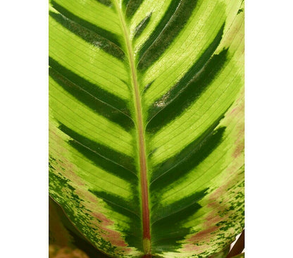 Calathea Roseopicta M19 70cm_1